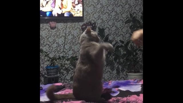 Мой кот боксёр. Бои без правил ? #смешныекоты#британцырулят