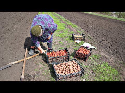 Бабушка научила как выращивать 700 кг картофеля с сотки! Новые секреты посадки картофеля 2022.