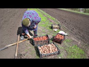 Бабушка научила как выращивать 700 кг картофеля с сотки! Новые секреты посадки картофеля 2022.