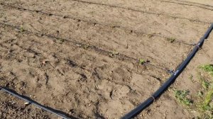 Как быстро размножить саженцы клубники! Мой маточник)