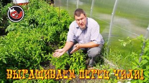 Перец чили в теплице, начало июля.