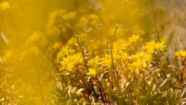 "Живые Ключи". Живое Сознание. Музыка для медитации. смотреть онлайн