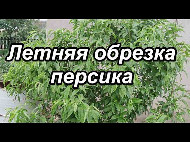 Летняя обрезка персика