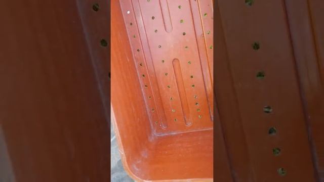 Дача день за днем. Когда отцвели тюльпаны, что с ними делать. смотреть онлайн