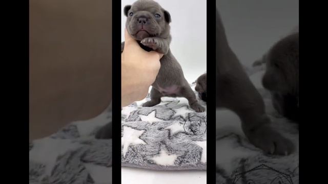 Милые щенки французского бульдога учатся ползать ? смотреть онлайн