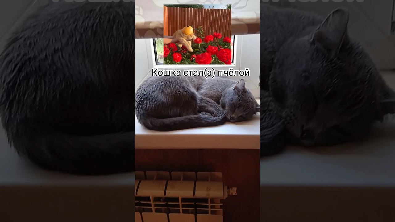 Кошка стал или стала пчëлой #shorst смотреть онлайн