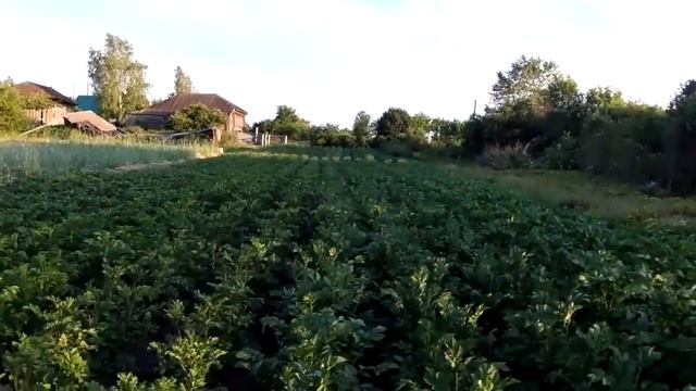 Эх,Картошечка! Божий дар!!! От и До - 2019г+ Осенняя аномалия. смотреть онлайн