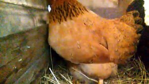 Первое_яйцо, кучинская юбилейная.
