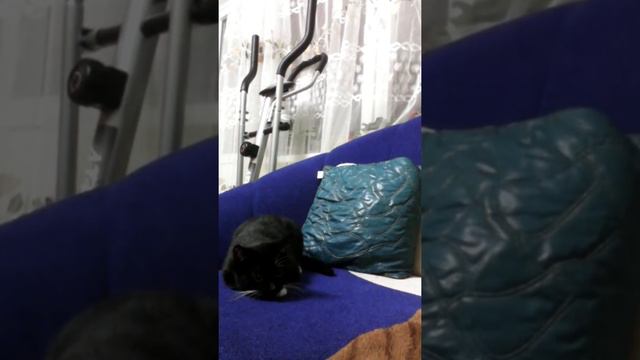 Вечная память о моей любимице смотреть онлайн