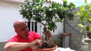 Ficus Ginseng... no existe!
