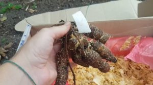 Распаковка пионов от Дудки-2021г.mp4