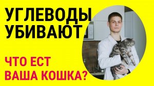 Как углеводы в корме для кошек разрушают организм питомца? Объясняет ветеринар Дмитрий Русаков.