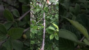 Как лечить войлочную вишню от болезней?