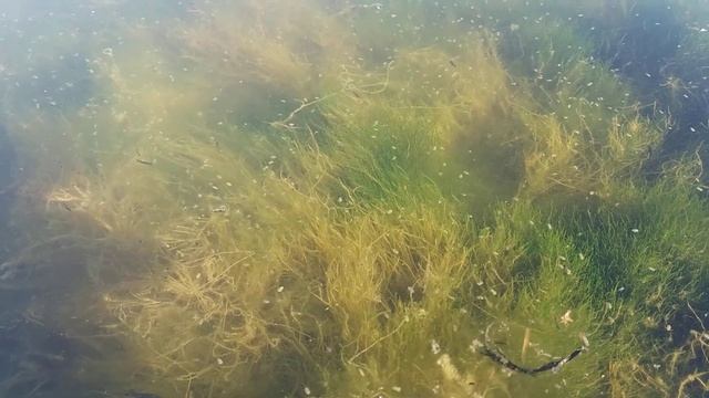 дафния, циклоп смотреть онлайн