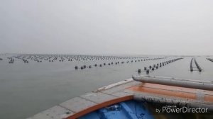 работа в корее на морской капусте