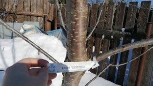 Названия сортов наших молодых плодовых деревьев и лучший питомник подмосковья 25.02.2022.