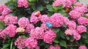 Гортензия крупнолистовая Гамбург (hydrangea) ? Гамбург обзор: как сажать, саженцы гортензии Гамбург