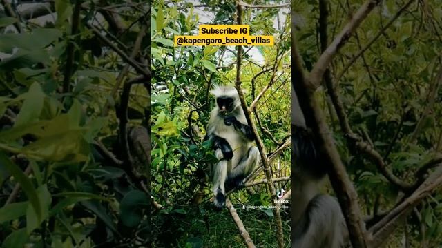 Jozani forest tour, Mangrove forest , #zanzibar #tanzania #tourism #ytshorts