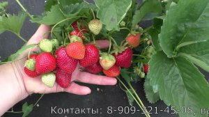 ВИБРАНТ ранний сорт клубники