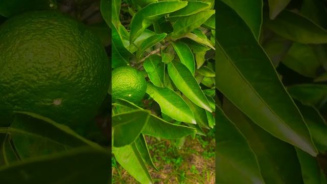 Сочи Адлер сегодня 2021-о погоде в Сочи Адлер какой климат летом и зимой сейчас стал и был ?