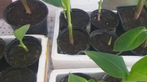 Канны.Уход,посадка и зимовка.Продам.