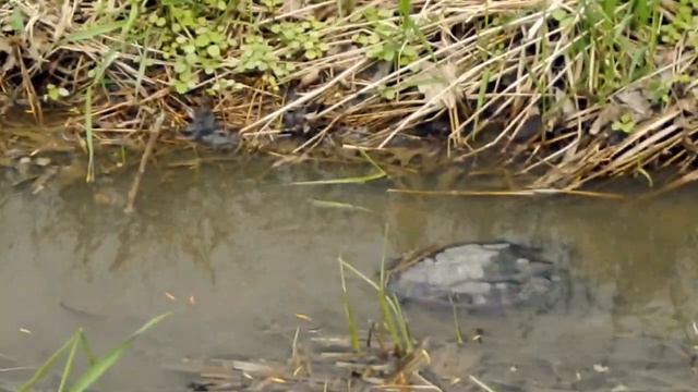 The Snapping Turtle. Каймановая Черепаха. Tortue Serpentine. смотреть онлайн