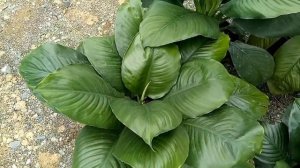 Spathiphyllum Sensation | Sensation Plant | Tipid Che