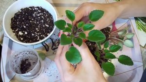 Трейлерный сорт фиалки: Литуаника! Как вырастить пышный вечно цветущий кустик?