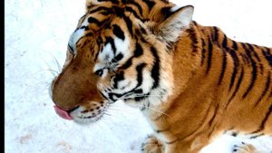 Перевели Слепую Тигрицу Аврору В ВОЛЬЕР Большего Размера! Она Действительно Нам доверяет!