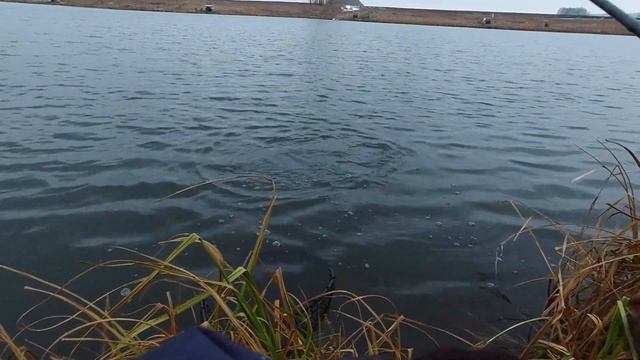 Форель в ноябре