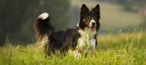 Каталог пород собак. Бордер колли (Border Collie)