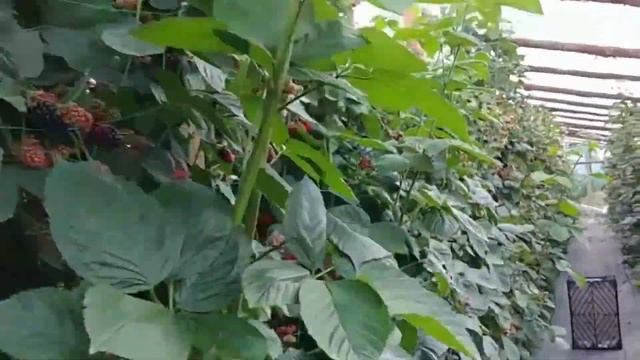 Ежевика крупноплодная для России. Саженцы ежевики Натчез (Natchez) Растущая Таврида