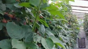 Ежевика крупноплодная для России. Саженцы ежевики Натчез (Natchez) Растущая Таврида