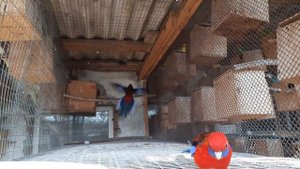 Пара пенантовых розелл в вольере.