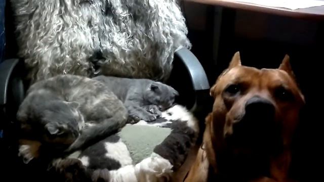 Кошка, котёнок и питбуль. смотреть онлайн