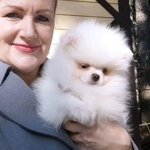 Красивый белый щеночек померанского шпица. Подробно о малыше