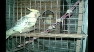 🦜Самка корелы выгоняет самца /Злая самка корелы выгонят самца с гнезда