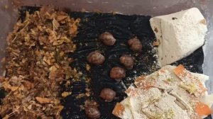 Армия улиток! АрхАхатина маргината сутуралис стандарт ? улитята ? когда розовеет апекс?