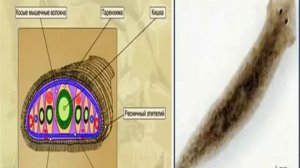 Тип Плоские черви. Белая планария.AVI