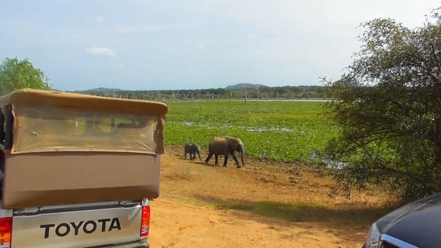 ОГРОМНЫЙ спящий МОНСТР / Шри Ланка 2018 -  ЯЛА ДЖИП САФАРИ /YALA NATIONAL PARK Safari
