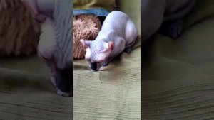 эльф сфинкс кошка
