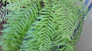 Папоротник для тени — Нефролепис Falcata Furcans compact form