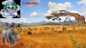 животные жарких стран