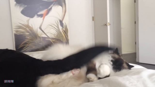 Videos De Risa de Animales - Los Mejores Videos de Gatos Chistosos #25 смотреть онлайн