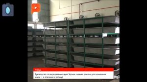 Выращивание мухи Черный солдат. Черная львинка в умелых руках китайцев. Вы сможете лучше!