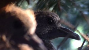 Птенцы голубей|Как выглядят птенцы голубей