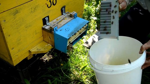 Сбор пыльцы. Не все так просто. смотреть онлайн