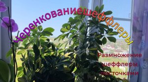 Черенкование шеффлеры и размножение листом#размножениешеффлеры #шеффлера #комнатныерастения #черенки