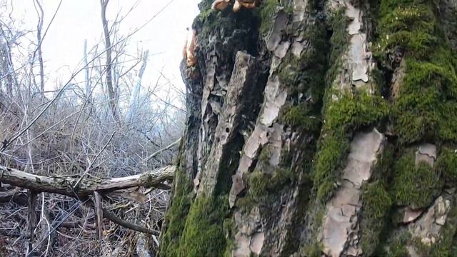 Предзимок в лесу смотреть онлайн