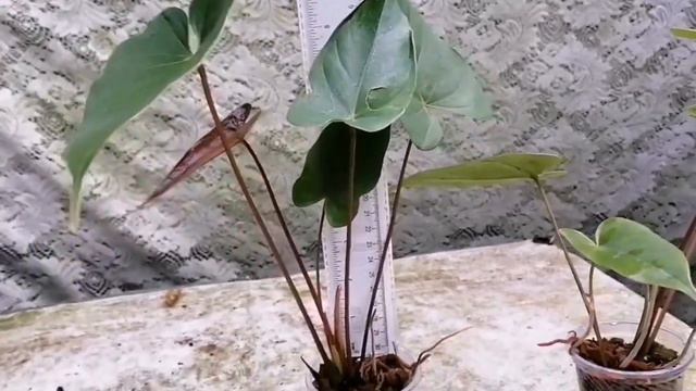 soldSafari medium size  without flowers කඳ පළanthurium plants forsale srilanka